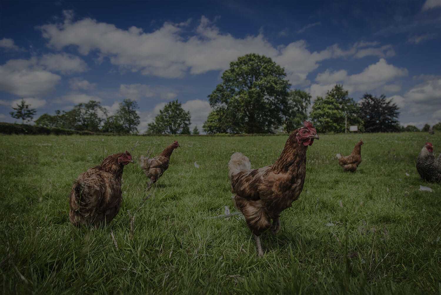 Sign-Up.to helps RSPCA fight for hen welfare